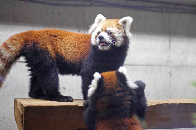 レッサーパンダの親子「ハナビ＆リン」（埼玉県こども動物自然公園）その3_b0355317_22003683.jpg