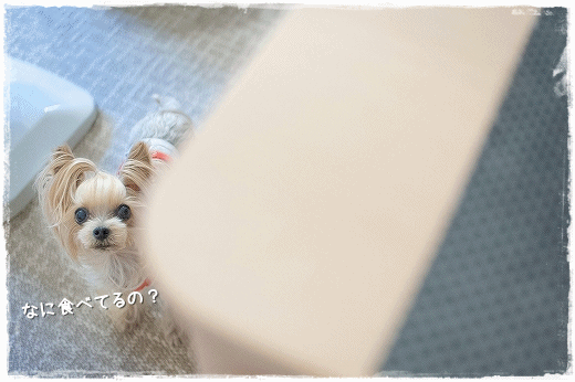 d0179828_12414982.gif
