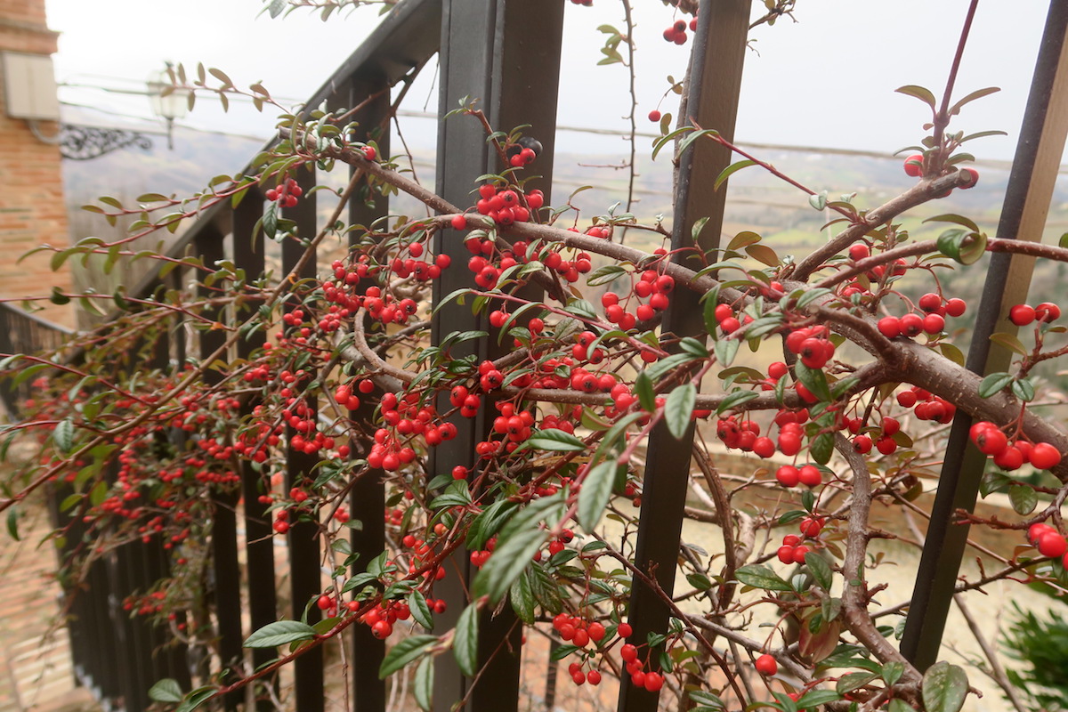 赤い実と眺めきれいなマルケの村とサンレモ音楽祭初日_f0234936_86013.jpg