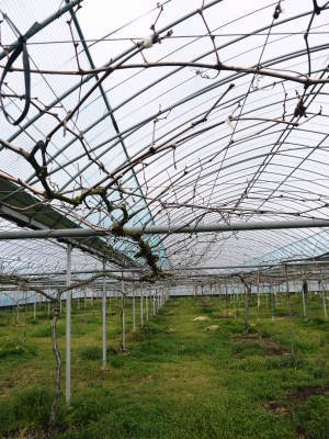 熊本ぶどう 社方園 匠の剪定作業の様子2022 新スタッフと共に徹底作業で病気を防ぐことも怠りません!_a0254656_18203162.jpg
