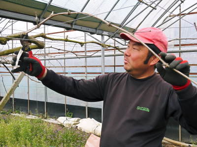 熊本ぶどう 社方園 匠の剪定作業を現地取材2019 今年も剪定作業の良い音を聞いてきました!_a0254656_18405352.jpg