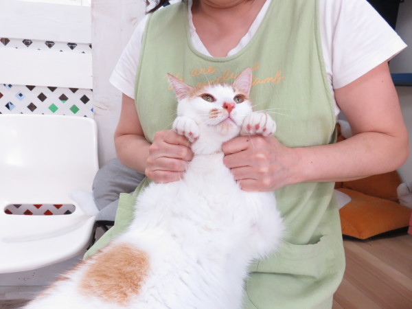 保護猫カフェ ねこ広場 清瀬市の 有 小久保畳店の日常 保護猫カフェ ねこ広場 清瀬市の 有 小久保畳店の日常