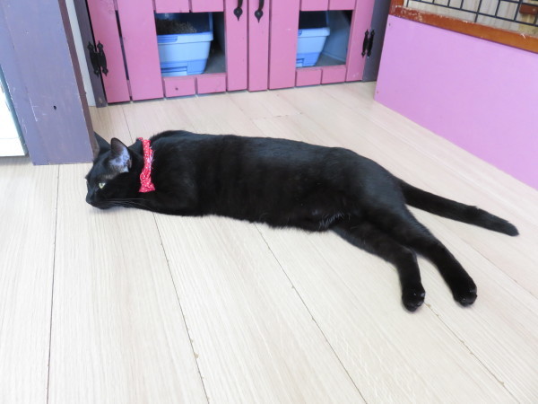 保護猫カフェ ねこ広場 清瀬市の 有 小久保畳店の日常 保護猫カフェ ねこ広場 清瀬市の 有 小久保畳店の日常