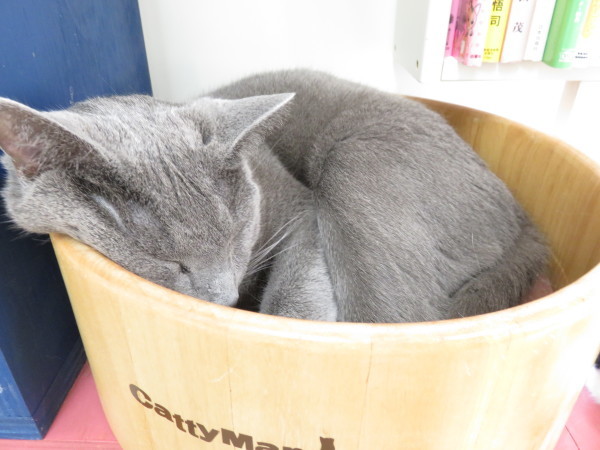 保護猫カフェ ねこ広場 清瀬市の 有 小久保畳店の日常 保護猫カフェ ねこ広場 清瀬市の 有 小久保畳店の日常