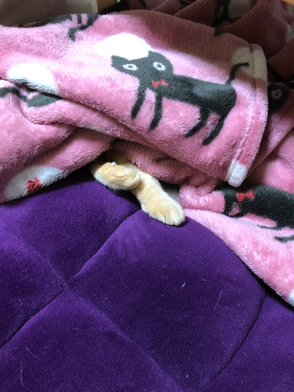 引き裂かれる座椅子(;´Д`)_e0355177_14572176.jpg