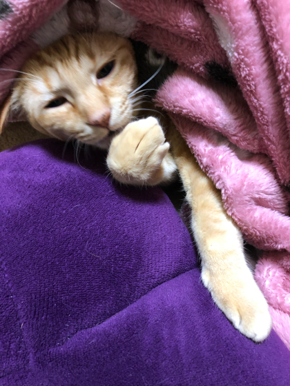 引き裂かれる座椅子(;´Д`)_e0355177_14572371.jpg
