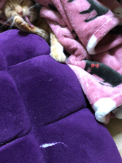 引き裂かれる座椅子(;´Д`)_e0355177_14572571.jpg
