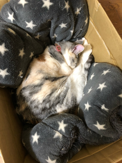 引き裂かれる座椅子(;´Д`)_e0355177_14572688.jpg