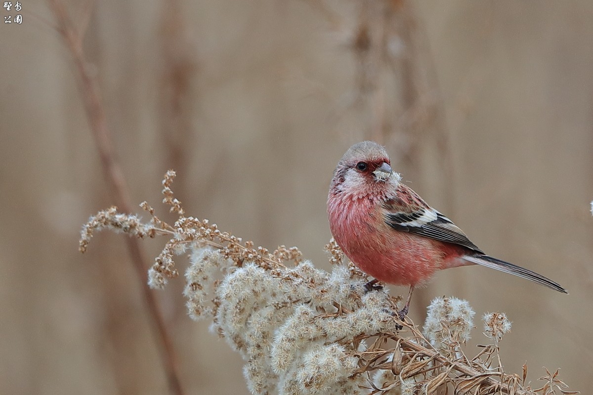 昨日はオオマシコ、今日はベニマシコ : 野鳥公園