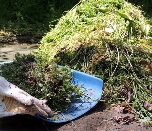 植物残渣の後始末_b0391989_09222157.jpg