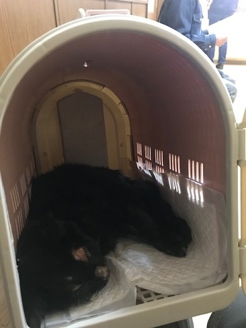 負傷の猫2匹_f0242002_10154656.jpg