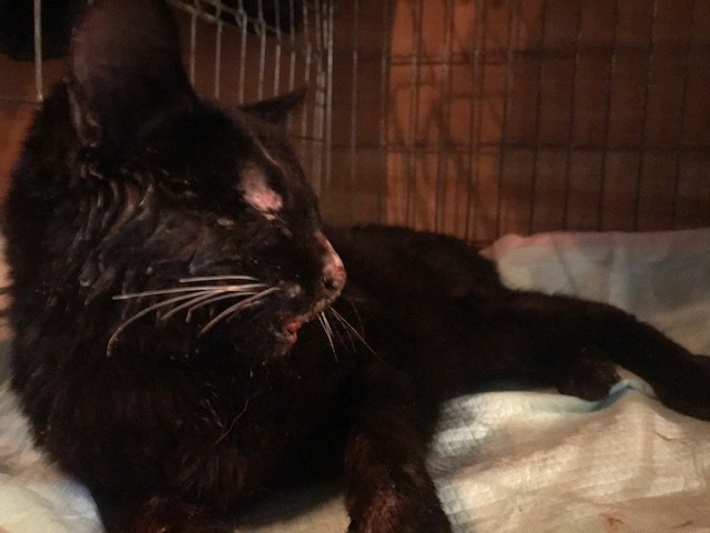 負傷の猫2匹_f0242002_10160192.jpg