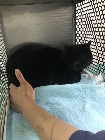 負傷の猫2匹_f0242002_11131424.jpg