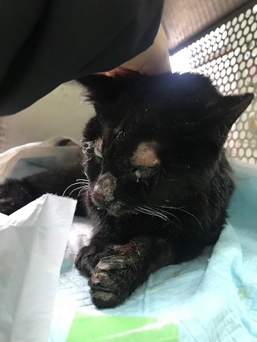 負傷の猫2匹_f0242002_11131768.jpg