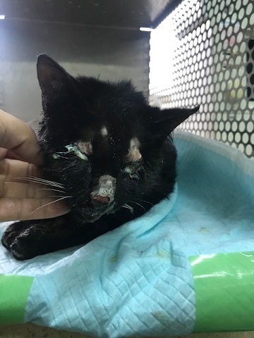 負傷の猫2匹_f0242002_11132140.jpg