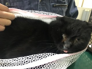 負傷の猫2匹_f0242002_11132505.jpg