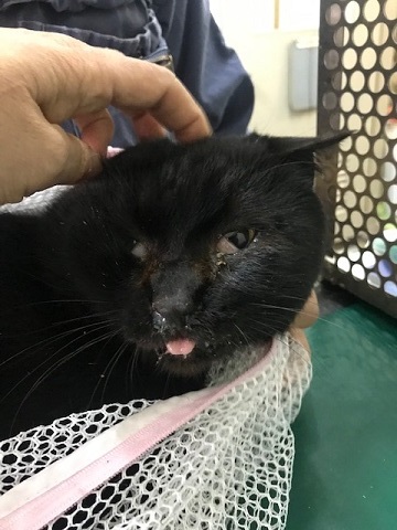 負傷の猫2匹_f0242002_11132938.jpg