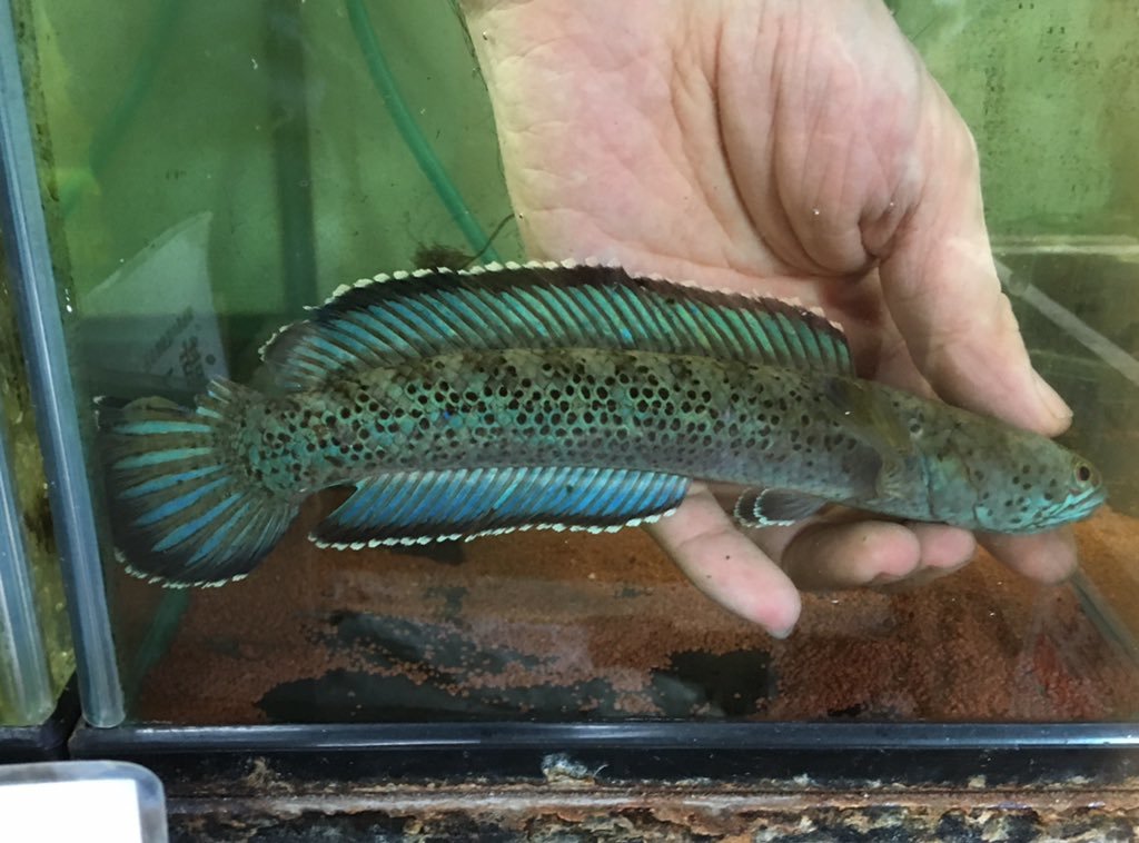 2019年2月7日更新の熱帯魚最新入荷情報!_b0141806_18220519.jpg