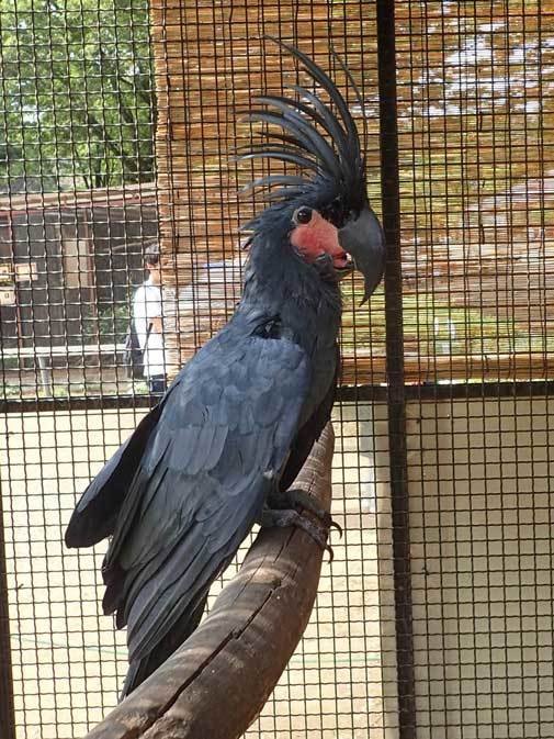 オーストラリア区の鳥たち～さよならコアラのニーナ（埼玉県こども動物自然公園）_b0355317_22103422.jpg