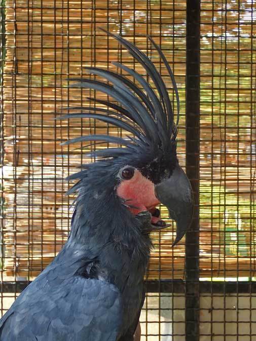 オーストラリア区の鳥たち～さよならコアラのニーナ（埼玉県こども動物自然公園）_b0355317_22120676.jpg