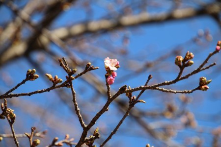 2月7日(木)　SHOUCHANがロウバイと河津桜を撮影したようです_b0369117_10501327.jpg