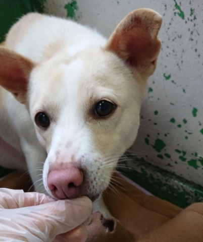 2/12センターレポート　子犬舎・旧子犬舎４頭_f0078320_00441880.jpg