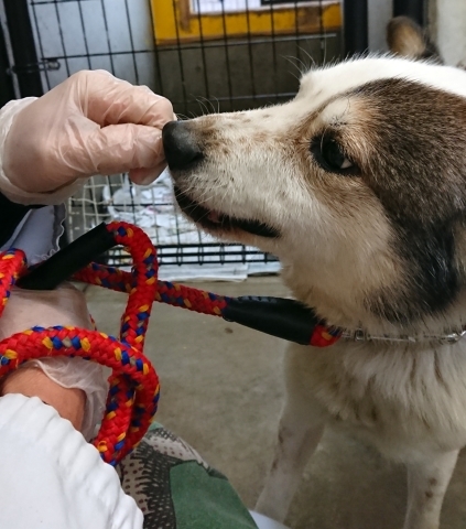 2/12センターレポート　子犬舎・旧子犬舎４頭_f0078320_02075307.jpg