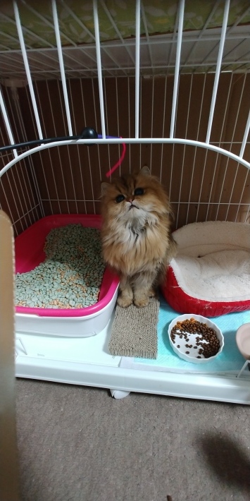 ウチにいるペルシャーずも😺_d0233224_22503779.jpg