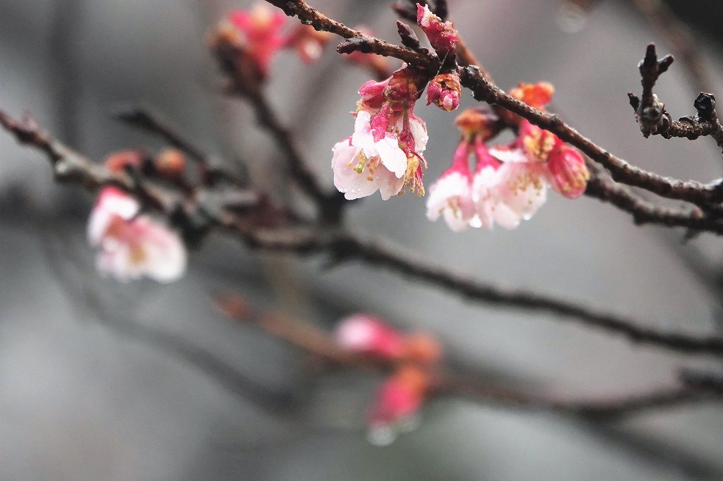 濃霧の朝。寒桜、紅梅など_b0236251_11002640.jpg