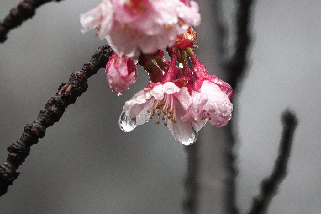 濃霧の朝。寒桜、紅梅など_b0236251_11003097.jpg