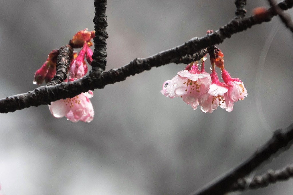 濃霧の朝。寒桜、紅梅など_b0236251_11003435.jpg