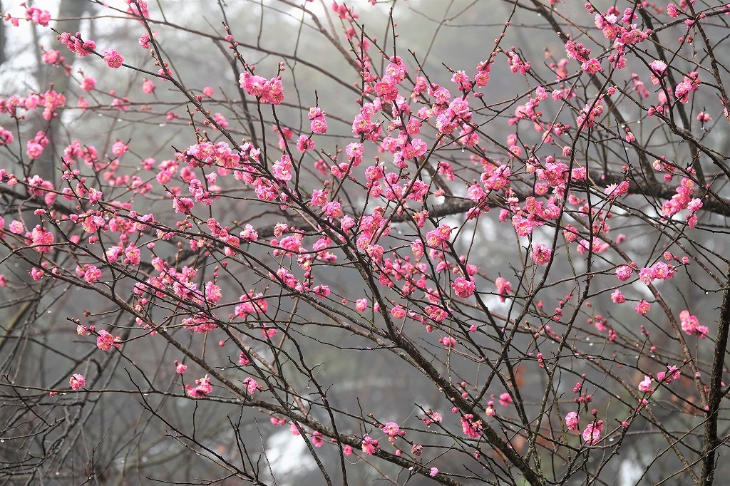 濃霧の朝。寒桜、紅梅など_b0236251_11023773.jpg