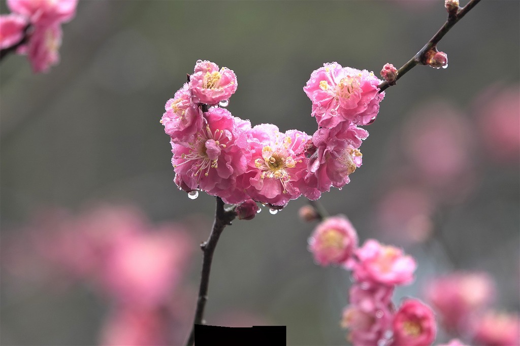 濃霧の朝。寒桜、紅梅など_b0236251_11024488.jpg