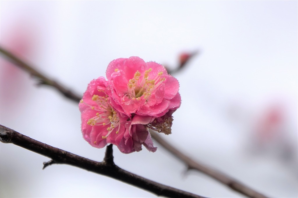 濃霧の朝。寒桜、紅梅など_b0236251_11083946.jpg