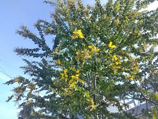 c0172261_21092746.jpg