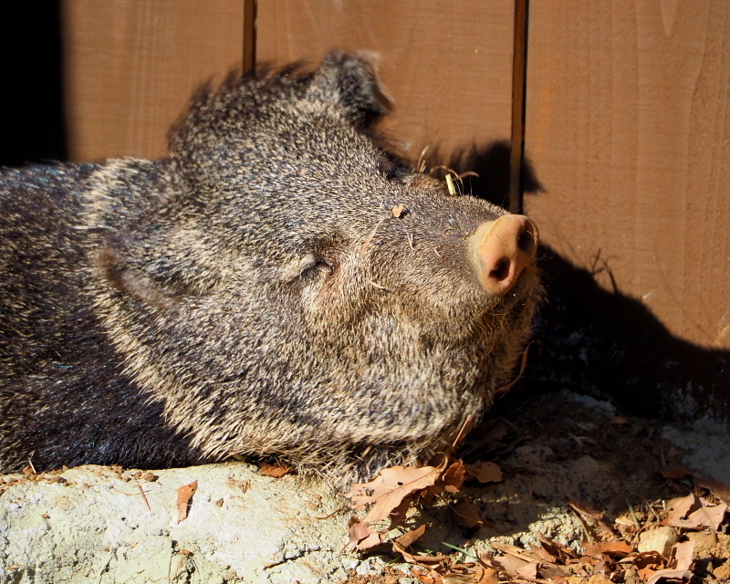 在庫から　～埼玉県こども動物自然公園で～_c0305565_17414000.jpg