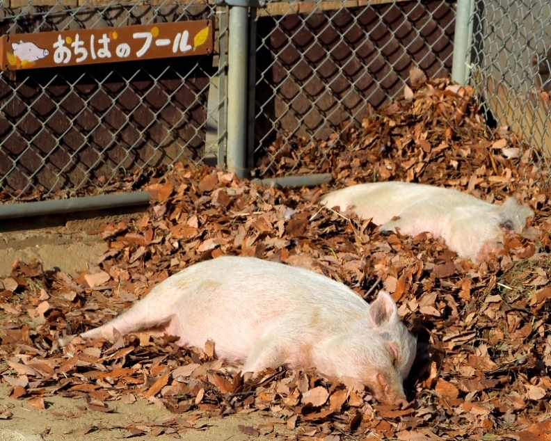 在庫から　～埼玉県こども動物自然公園で～_c0305565_17415293.jpg