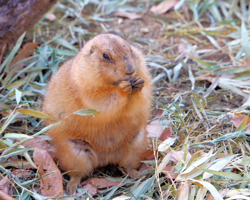 在庫から　～埼玉県こども動物自然公園で～_c0305565_17432246.jpg