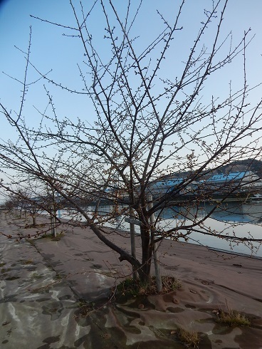 立春を待ち、桜のつぼみが膨らむ_e0175370_22430950.jpg