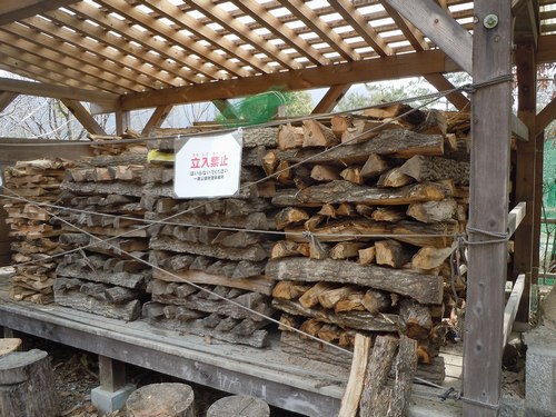 この山で一番早く咲くのは ・・・_b0102572_13503920.jpg