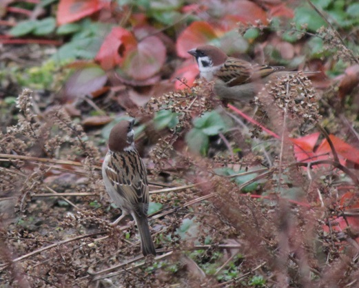 庭にスズメ_d0358472_10251425.jpg