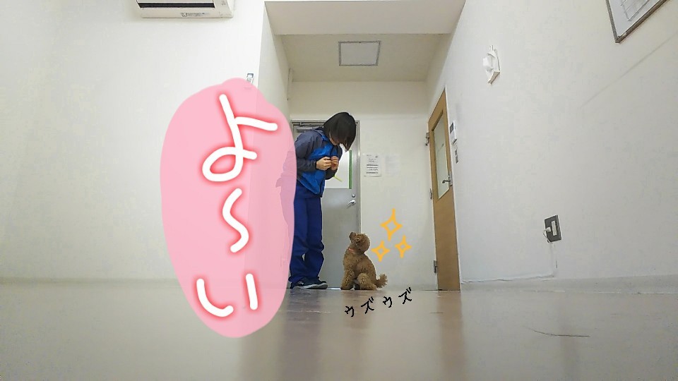 元気もりもりトイプーさん🐾_f0357682_11535914.jpg