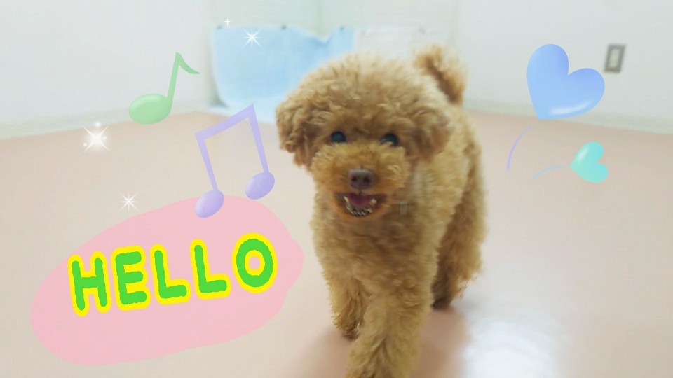元気もりもりトイプーさん🐾_f0357682_11535976.jpg