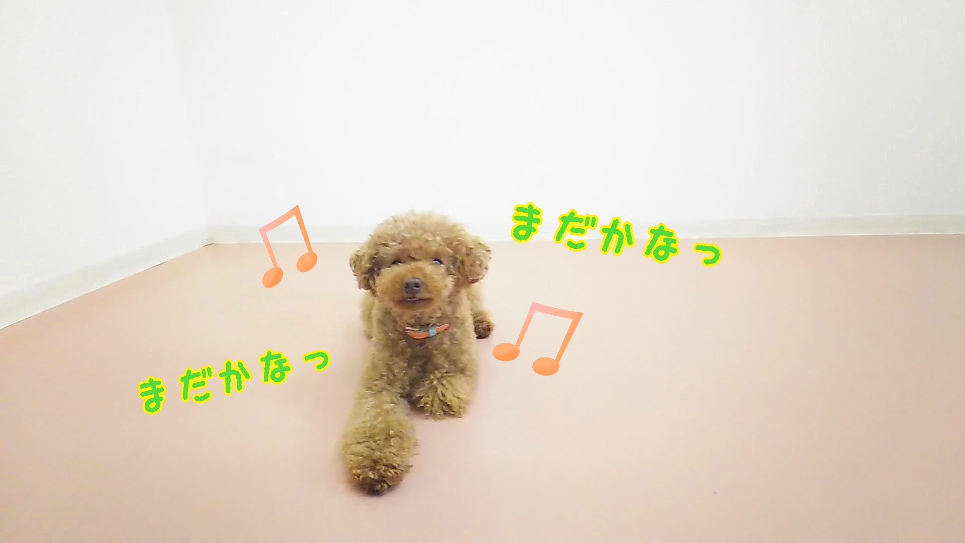 元気もりもりトイプーさん🐾_f0357682_11544217.jpg