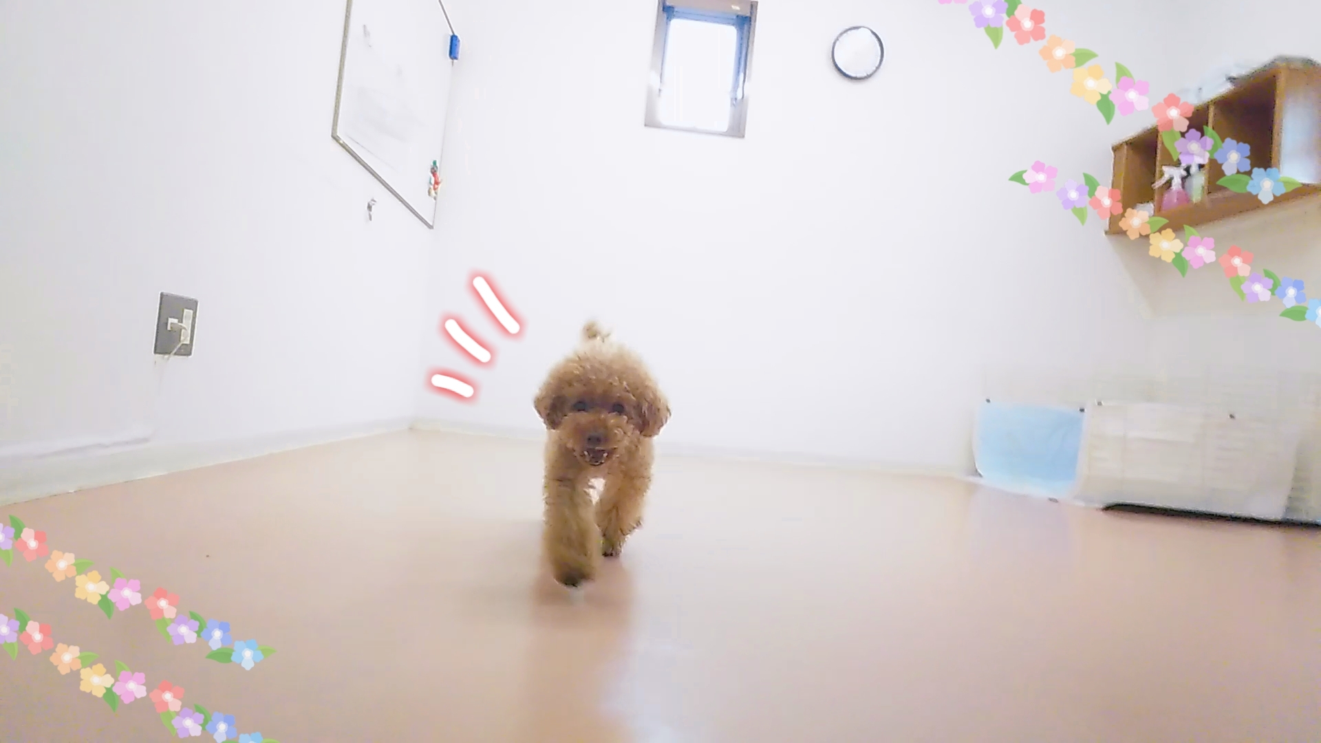 元気もりもりトイプーさん🐾_f0357682_11544450.jpg