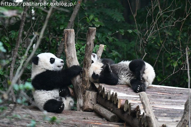 ２０１８年１１月　成都大熊猫繁殖研究基地　その１１（２日め）_a0052986_2227760.jpg