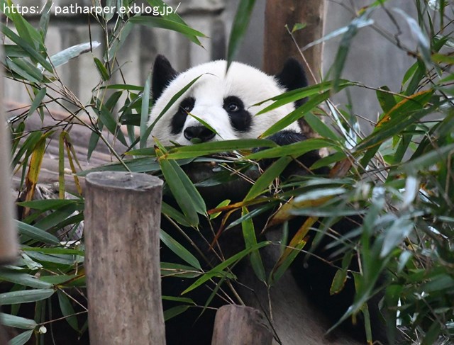 ２０１８年１１月　成都大熊猫繁殖研究基地　その１１（２日め）_a0052986_7443044.jpg