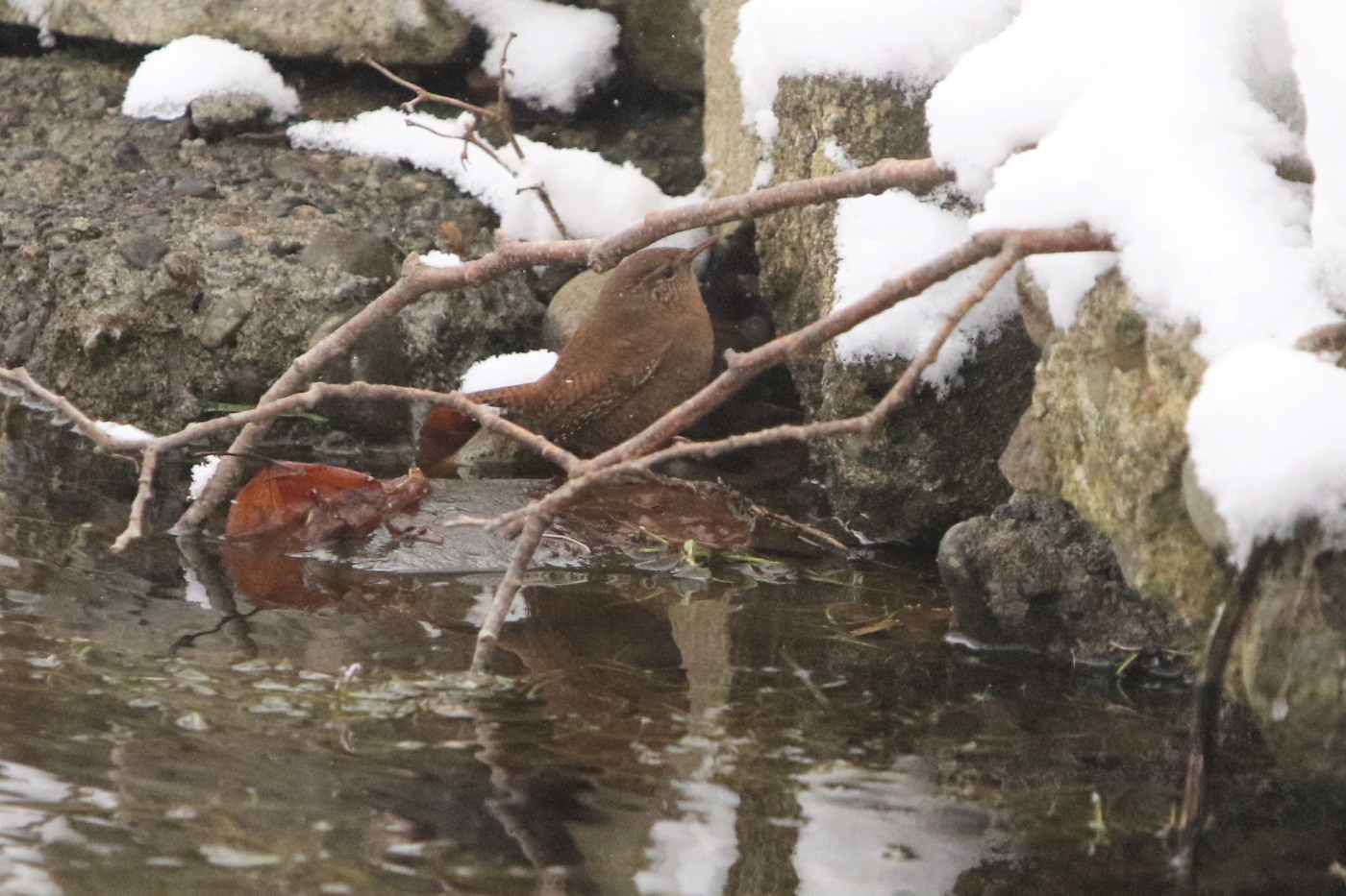 ナナカマドの並木で 今日の鳥さん