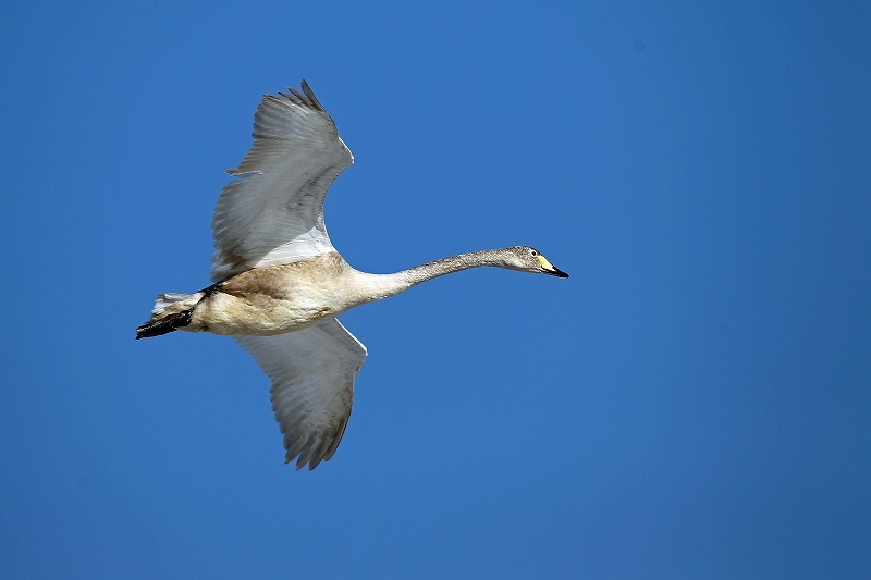 白鳥の飛翔_c0180204_09472947.jpg