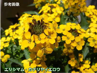 e0033229_1892351.png